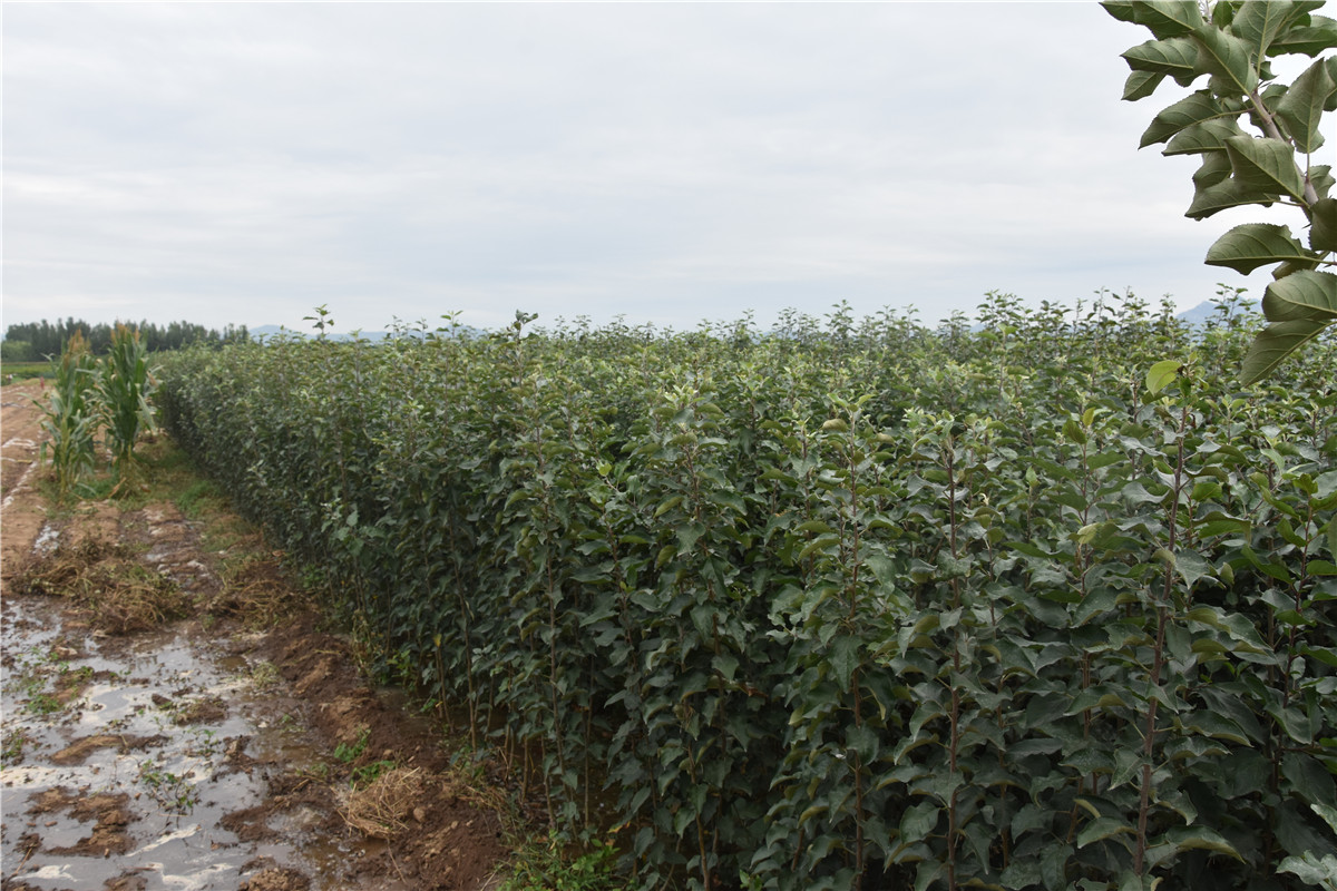 红富士苹果基地航拍图