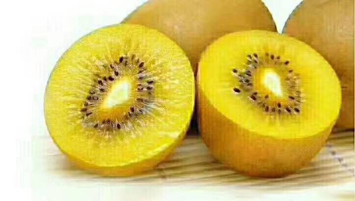 金果猕猴桃果实特写