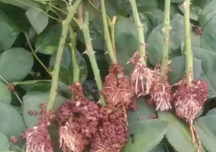 展示欧洲月季种植过程的示意图,包括修剪、施肥、浇水等关键步骤 欧洲月季种植养护示意图