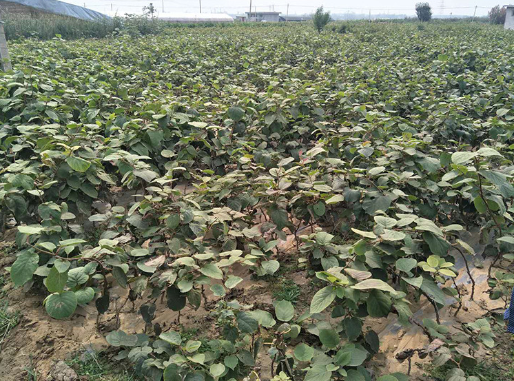 猕猴桃食用方式示意图