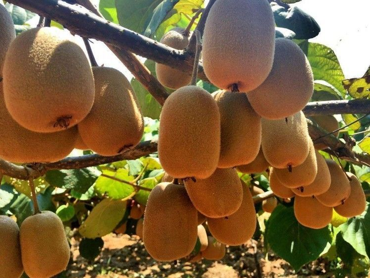 猕猴桃保存与催熟方法示意图