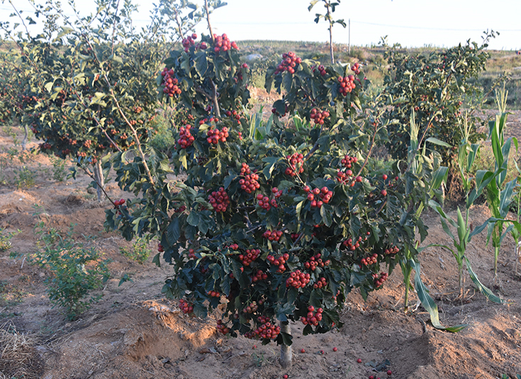 山东沂源山楂果园,漫山遍野的山楂树挂满果实 山东沂源山楂果园