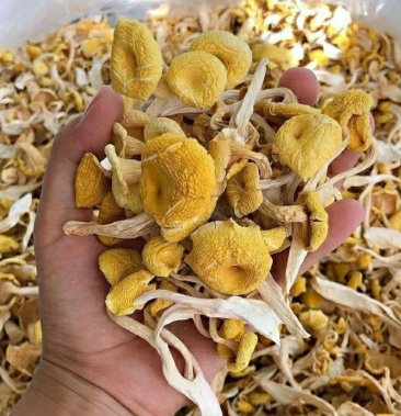 云南本地新货精品人工鸡油菌鸡油黄榆黄蘑一手货源