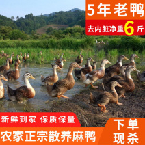 老鸭散养现杀老麻鸭农家土鸭笨鸭新鲜鸭子肉整只老母鸭肉火锅