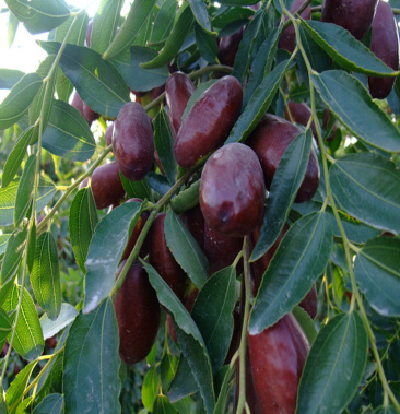 狗头枣子大红枣南方北方种植耐寒高产当年结果山东发货