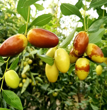 马牙枣子二代嫁接苗南北方适应种植当年结果山东发货