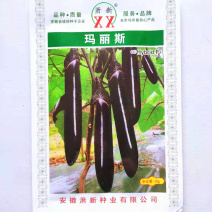紫茄种子玛丽斯早熟高产抗病耐热耐湿耐低温耐弱光