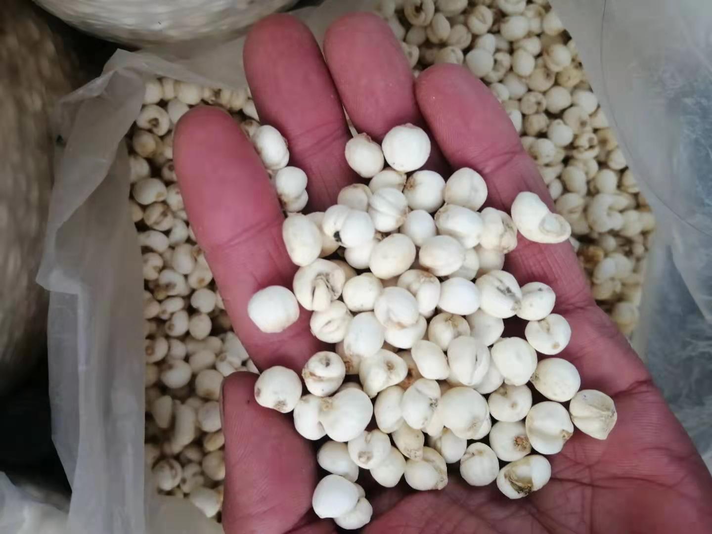 川贝母植株与干燥药材特写