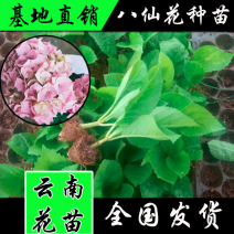 云南绣球花苗八仙花苗无尽夏绣球种苗基地供货