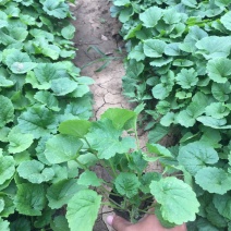 二月兰种植基地609万二月兰自产自销青州二月兰