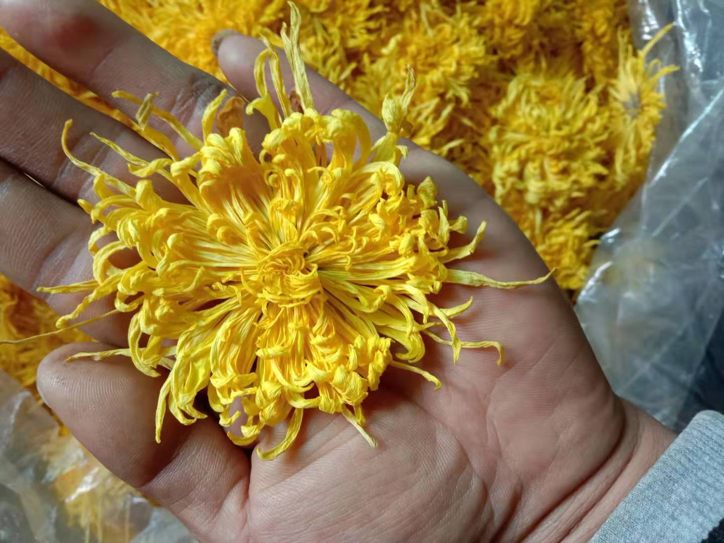 金丝皇菊茶与枸杞搭配示意图