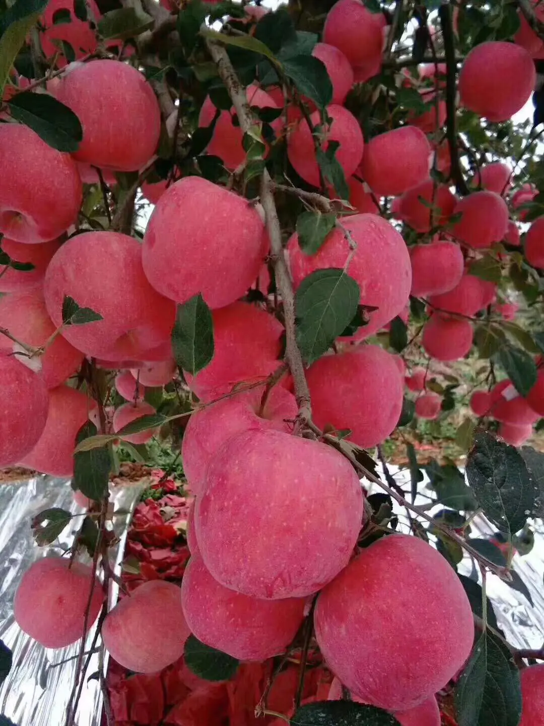 山东烟台栖霞红富士苹果,产地直供,货源充足,欢迎批发