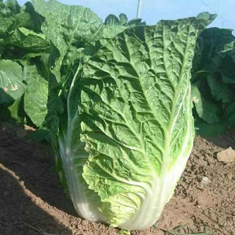 耐储存 低价批发 农民自家地青杂3号大白菜 欢迎咨询