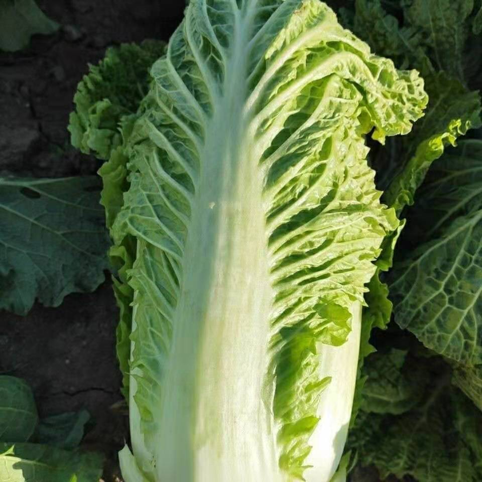 耐储存 低价批发 农民自家地青杂3号大白菜 欢迎咨询