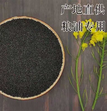 精品陕西油菜籽全国发货身干无杂水含油率38以上量大从优