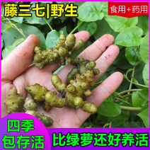 野生藤三七植物苗盆栽食用药用土田七种苗种子根茎爬藤绿植包