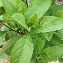 南非叶苗正宗食用南非叶盆栽南非叶树苗将军叶苦叶茶新鲜现