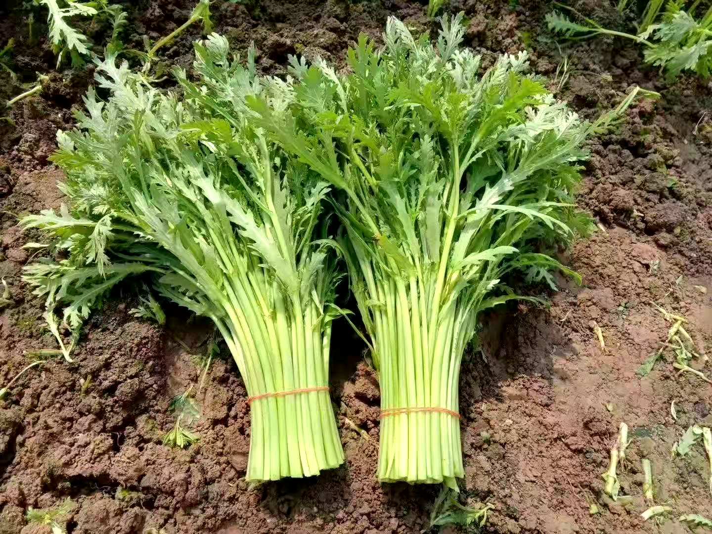 小叶茼蒿与小叶紫檀在用途上的对比展示图