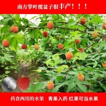 掌叶覆盆子树苗，红树莓悬钩子种苗，品种纯正，基地种植
