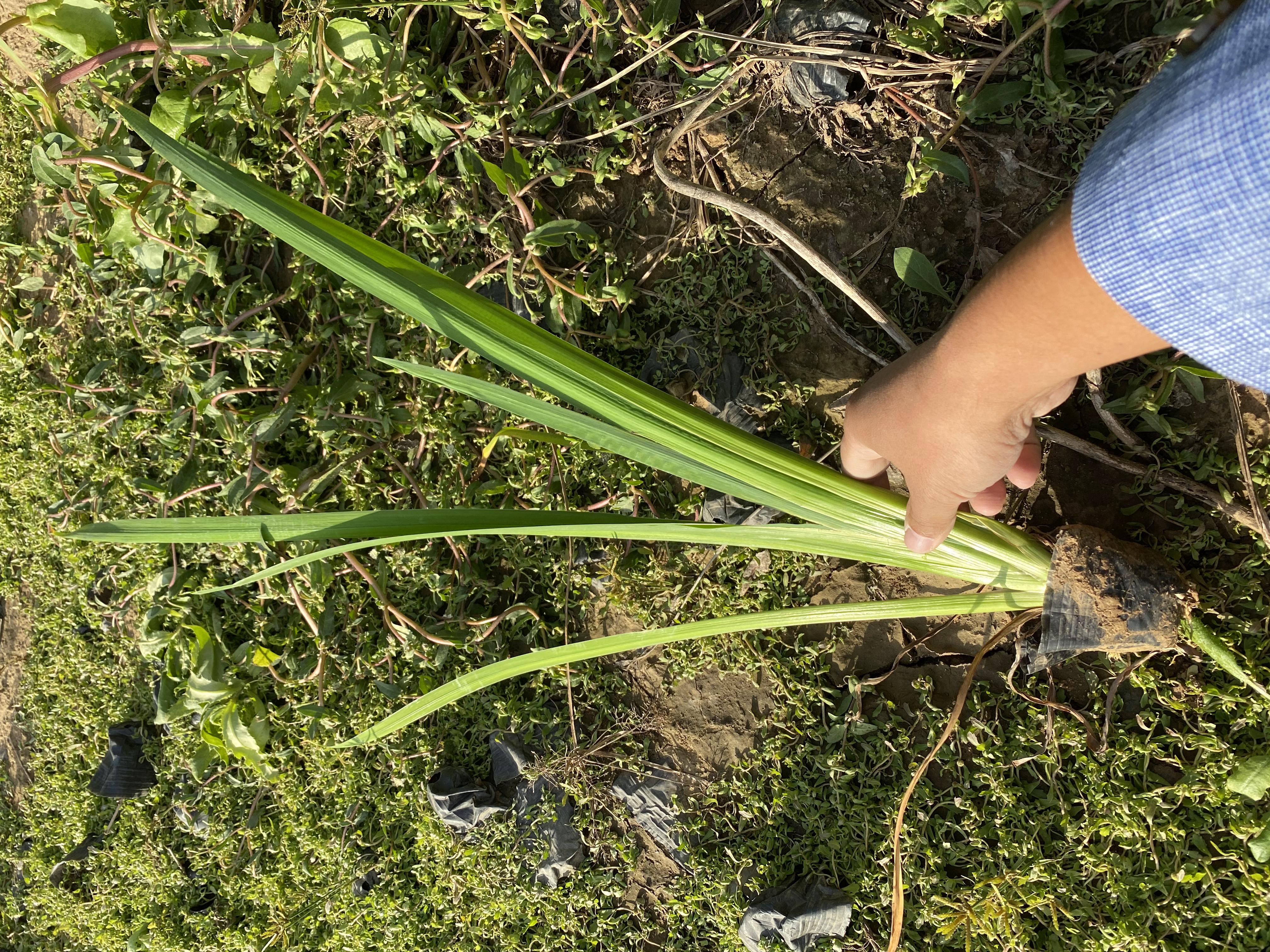 展示剪枝前后雏菊植株的对比效果,包括开花密度和株型变化 雏菊修剪前后对比图