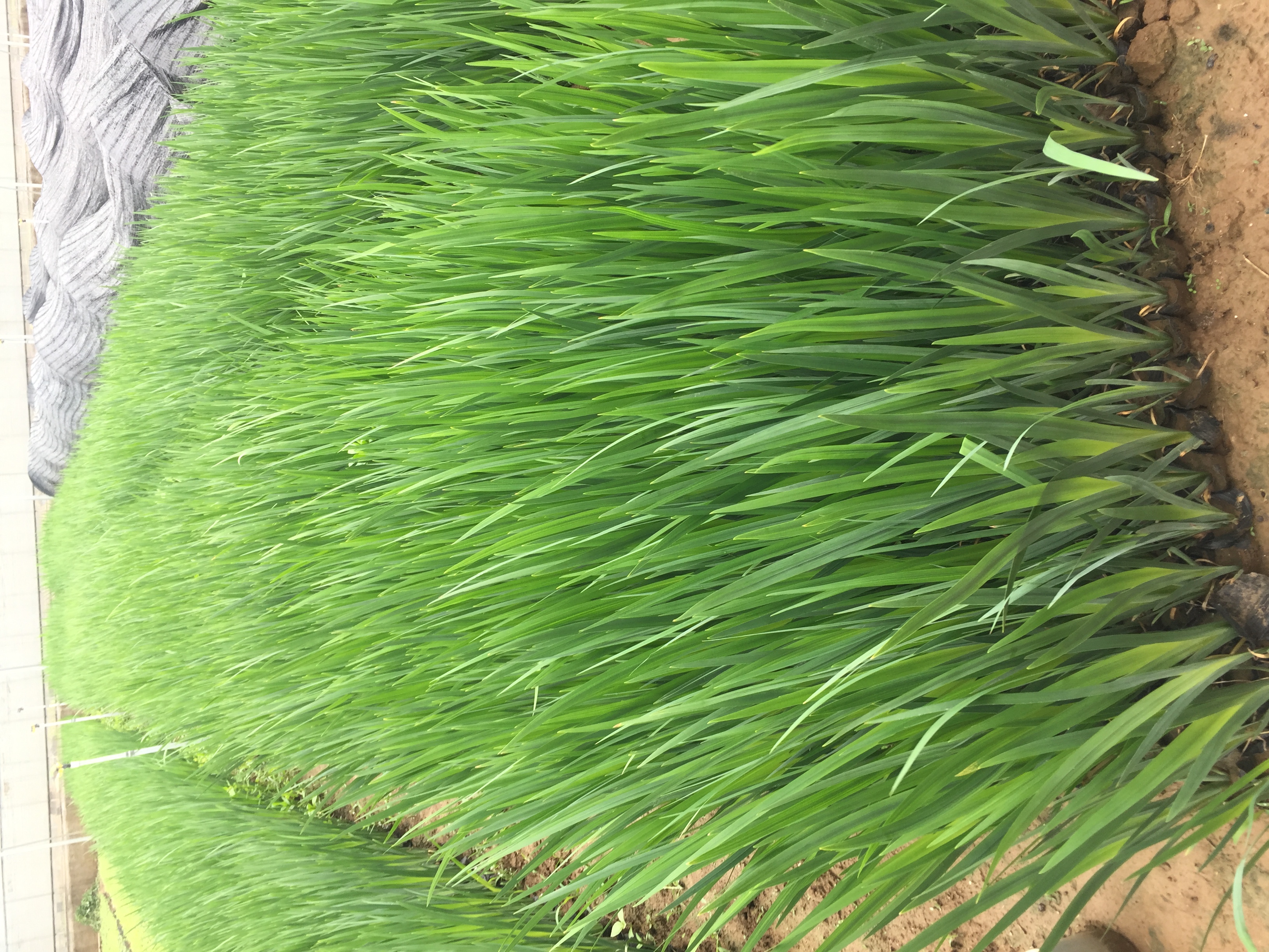 女性正在使用天然成分进行眉毛护理的插画,展现自然疗法的温和形象 眉毛护理示意图