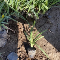 金娃娃萱草自产自销金娃娃萱草种植基地金娃娃萱草批