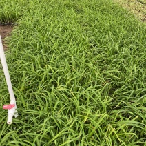 红宝石萱草自产自销红宝石萱草种植基地批发