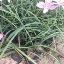 韭兰种植基地韭兰自产自销60万韭兰低价处理