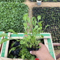 大滨菊种植基地80万大滨菊低价处理大滨菊