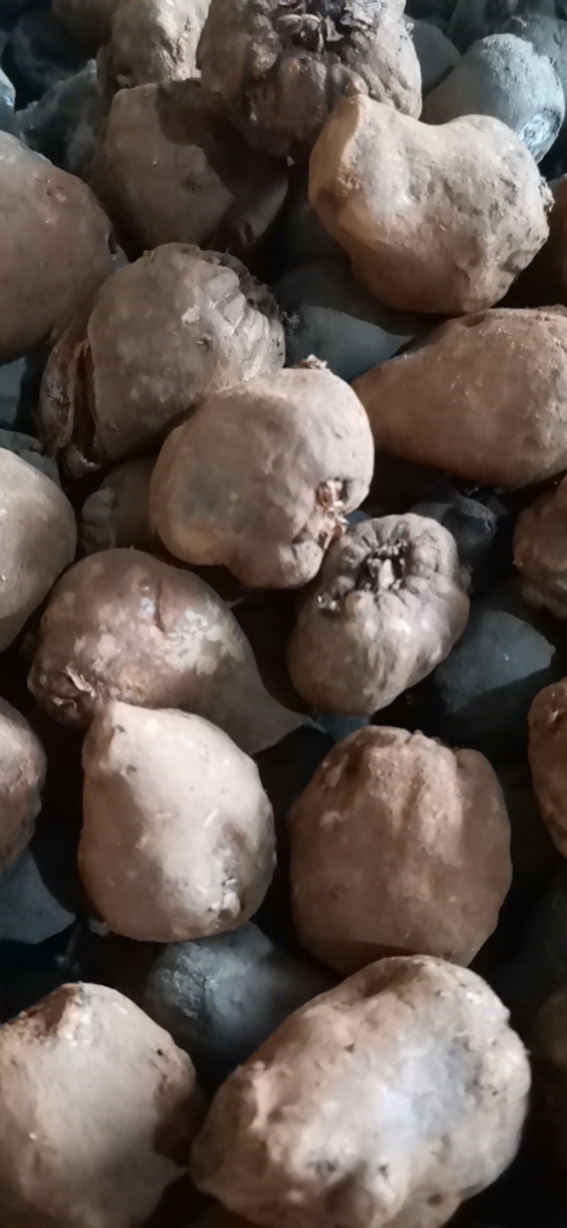 云南曲靖富源县魔芋种子 4