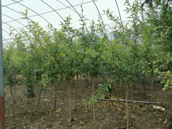 突尼斯软籽石榴母本园标准化管理场景