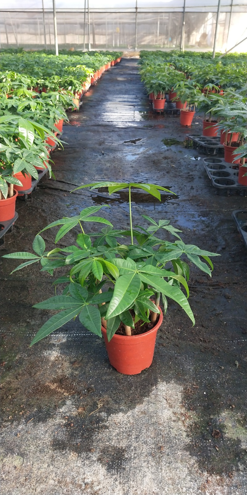 发财树迷你辫单杆发财树盆栽基地直销量大价格从优