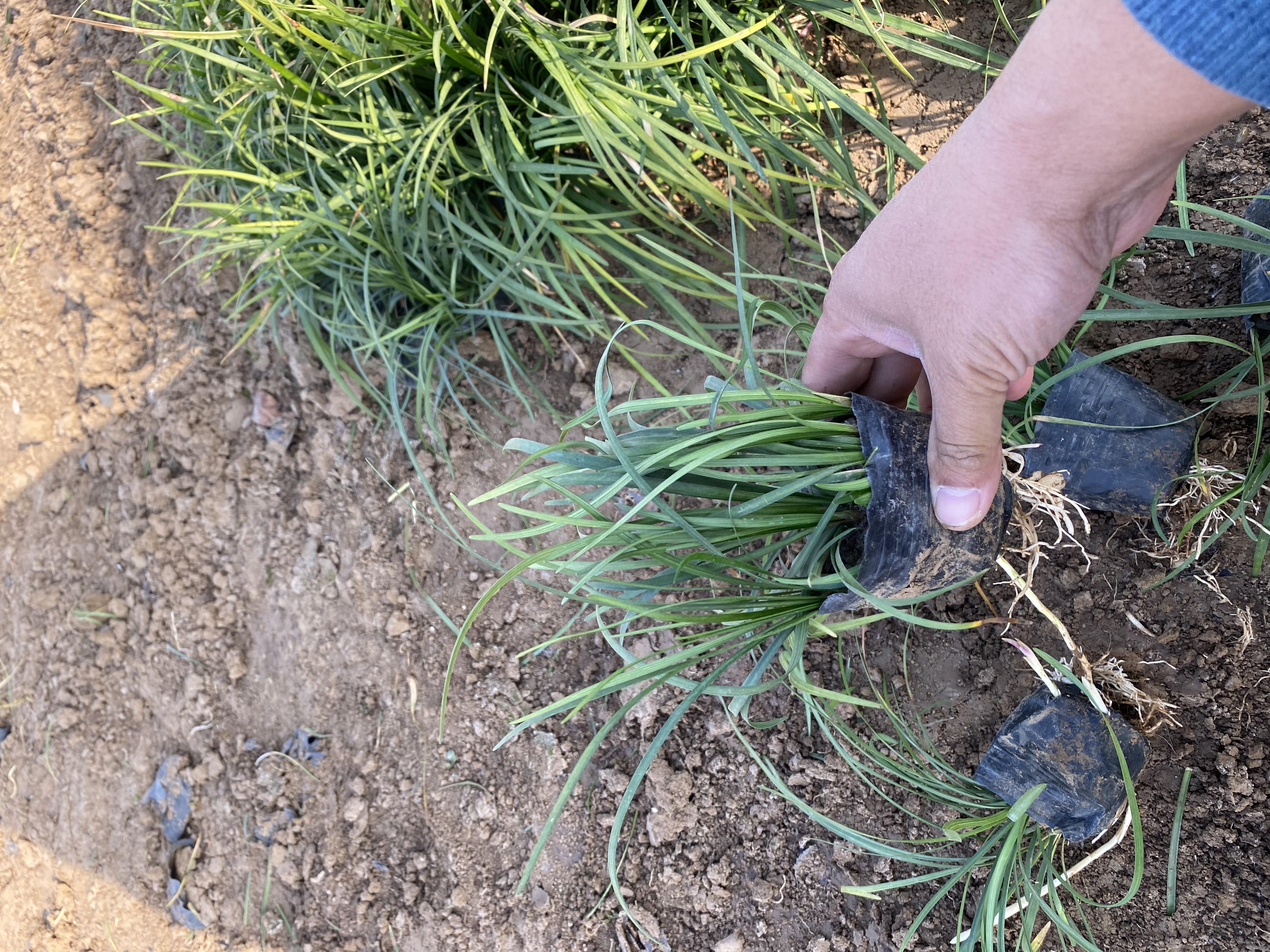 小麦、大麦、黑麦三作物拔节期植株特写对比图