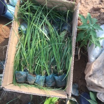 玫红蒲苇自产自销玫红蒲苇种植基地玫红蒲苇
