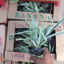 花叶芦竹种植基地花叶芦竹80万低价丛生花叶芦竹