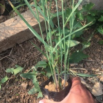 芦苇自产自销芦苇80万低价处理芦苇农户直销