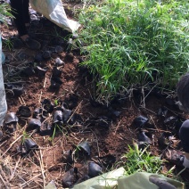 旱伞草自产自销旱伞草种植基地旱伞草60万低价处理