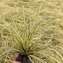 金叶苔草自产自销金叶苔草种植基地600万金叶苔草低价