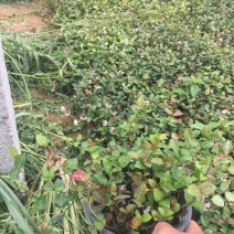 花叶络石自产自销花叶络石种植基地花叶络石处理