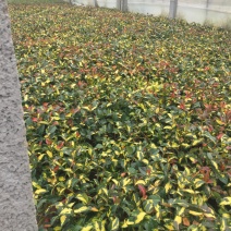 黄金络石自产自销黄金络石种植基地批发