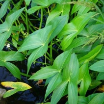 慈姑农户直销种植基地慈姑自产自销