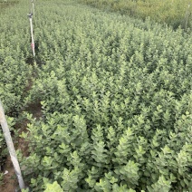 单叶蔓荆自产自销单叶蔓荆50万低价处理