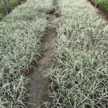 银纹沿阶草自产自销。种植基地。低价供应