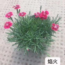 欧石竹焰火种植基地欧石竹焰火自产自销
