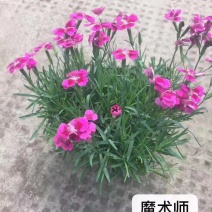 欧石竹魔术师自产自销欧石竹魔术师农户直销欧石竹