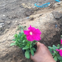 矮牵牛种植基地矮牵牛自产自销600万低价处理