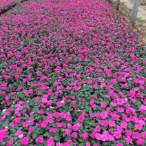 凤仙自产自销非洲凤仙种植基地80万低价处理