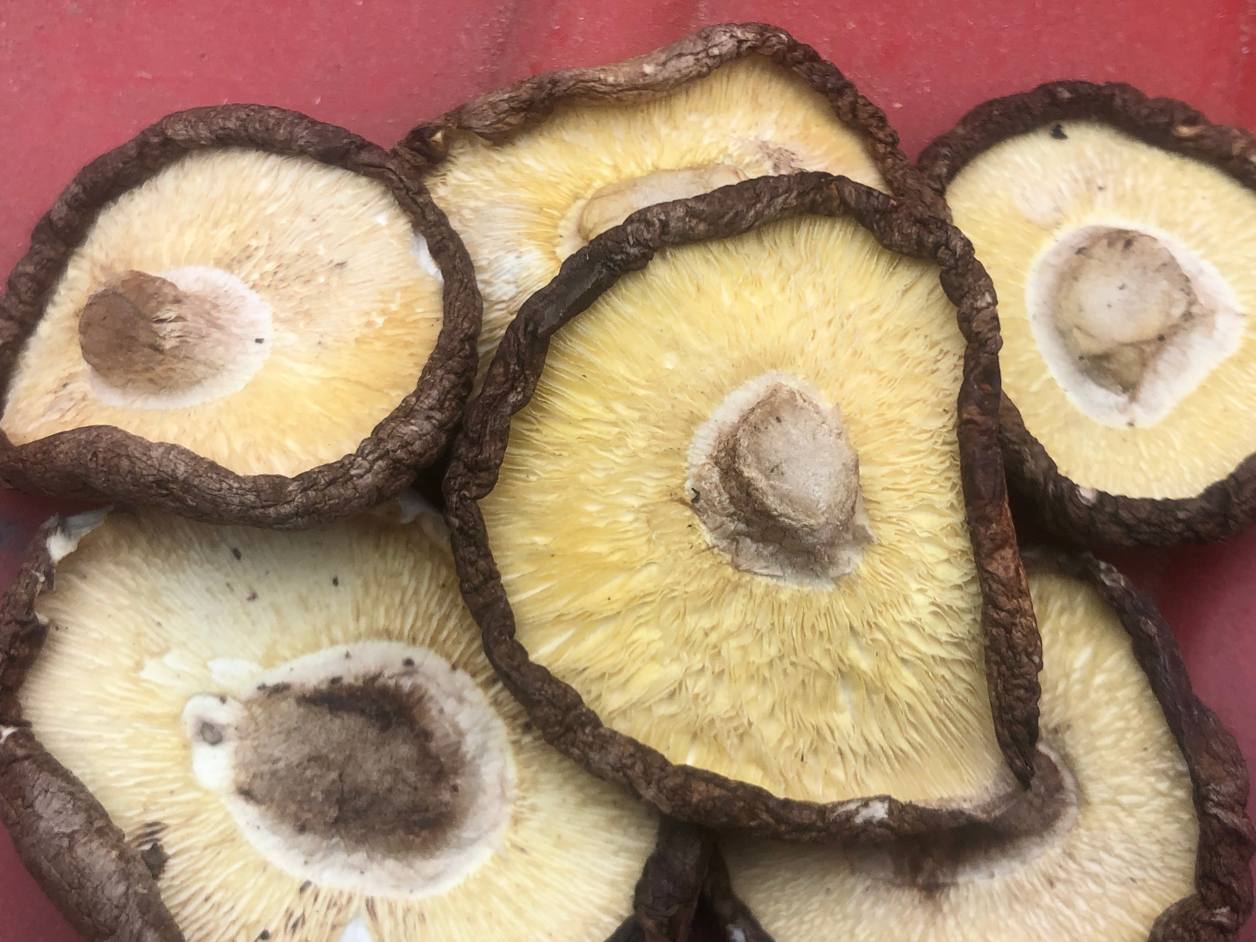 一碗刚煮好的干香菇水,呈淡黄色,旁边摆放着干香菇 干香菇水成品图