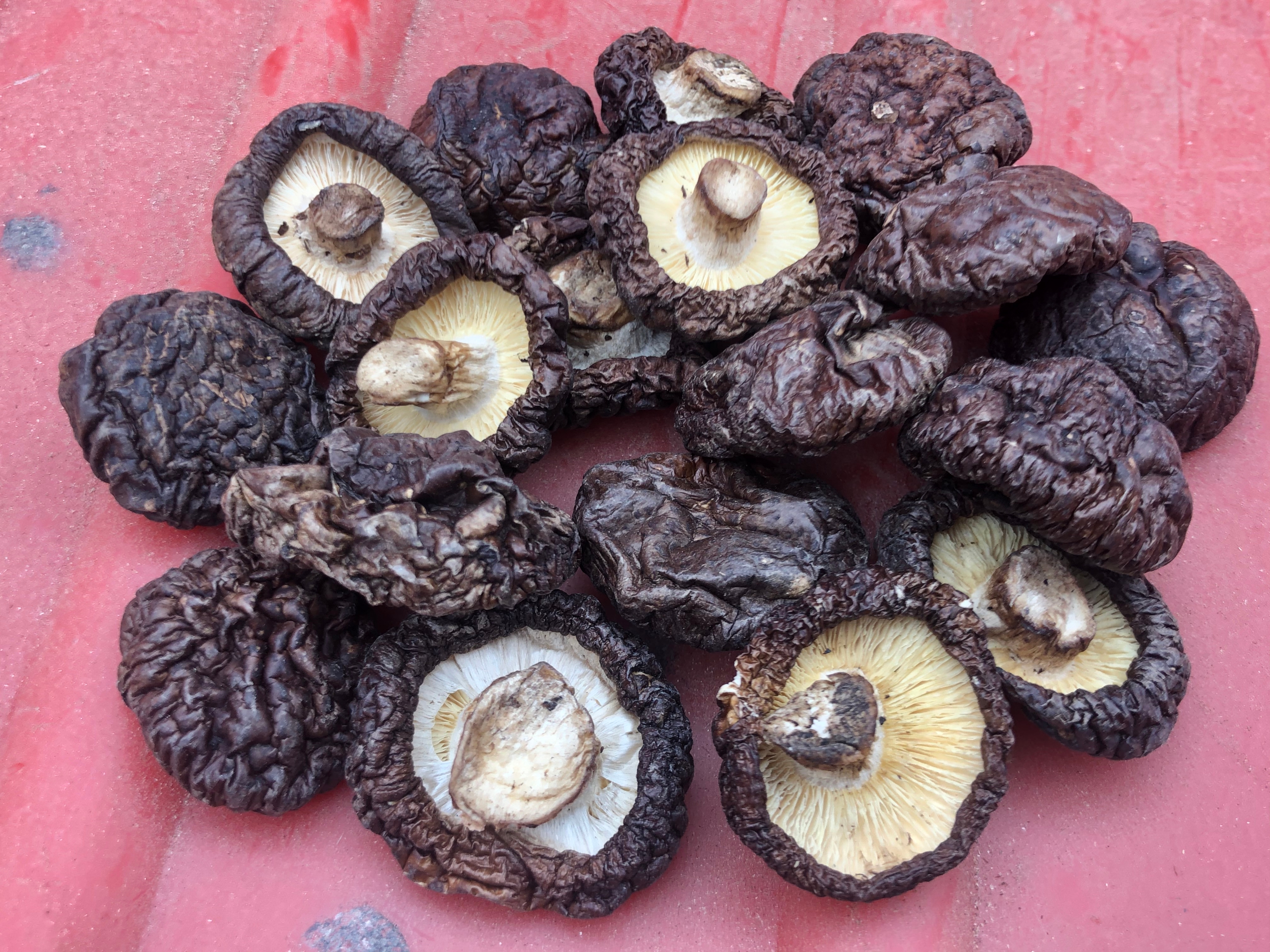 展示不同种类的干香菇与鲜香菇并列摆放,突出外观差异 干香菇与鲜香菇对比图