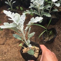 银叶菊自产自销银叶菊种植基地银叶菊低价处理